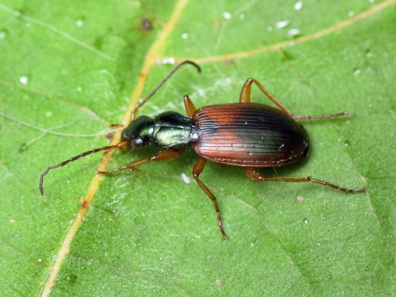 Anchomenus dorsalis (Pontoppidan, 1763)